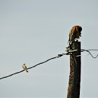 Red Shouldered hawk