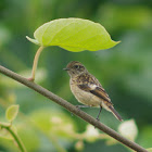 European stonechat (juvenil)