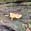 Chicken of the Woods