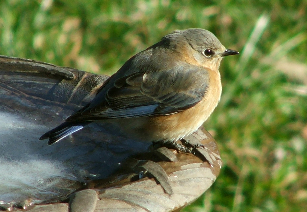 Eastern Bluebird, female