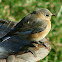 Eastern Bluebird, female