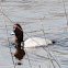 Pochard; Porrón Común