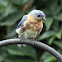 Eastern Bluebird (Female)