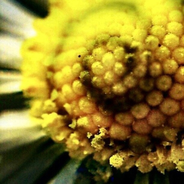 Macro yellow  di Mawa