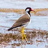 red-wattled lapwing