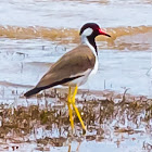 red-wattled lapwing