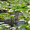 Mallard Ducklings