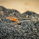 Galápagos Lava Lizard