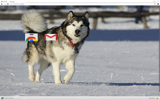 Alaskan Malamute Theme