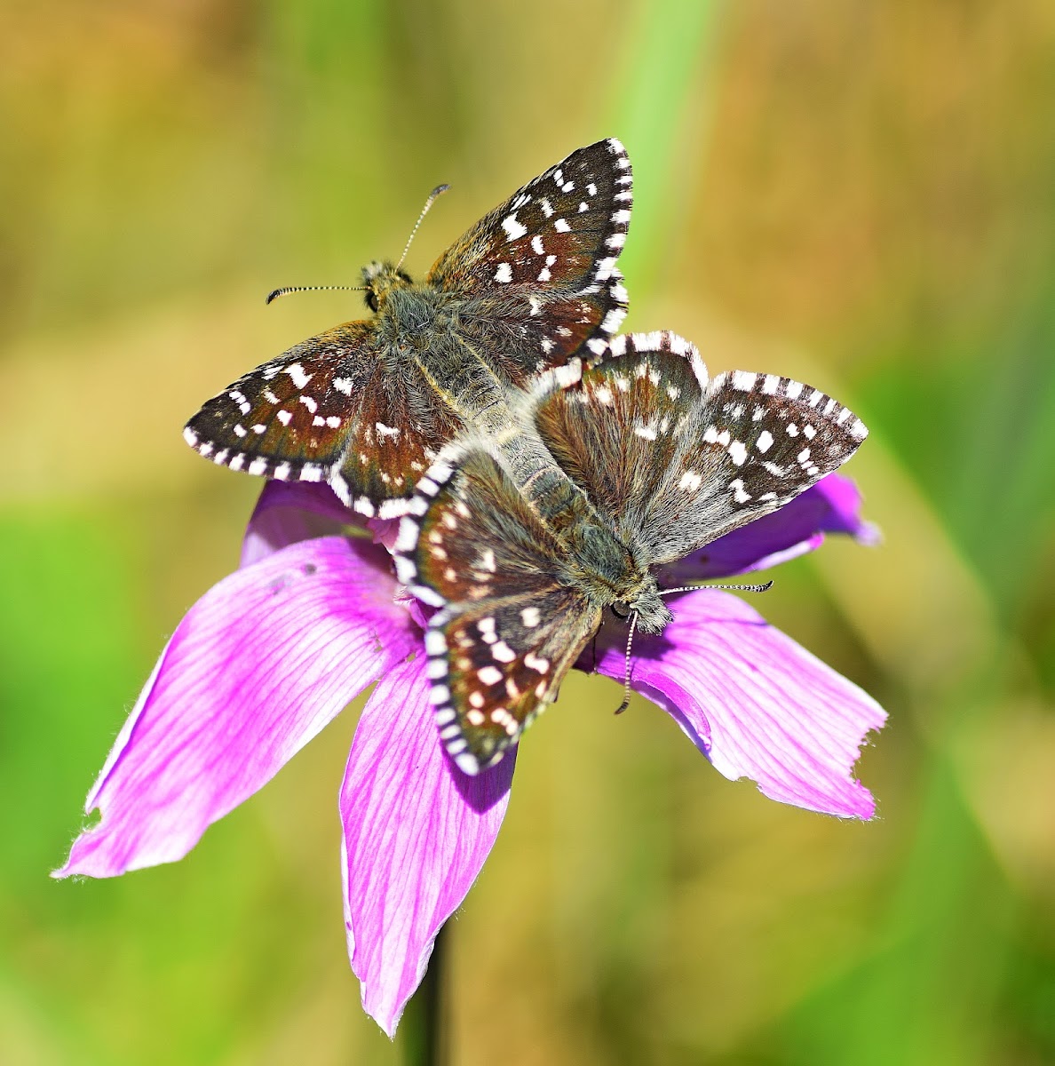 Grizzled Skipper