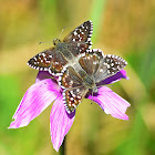 Grizzled Skipper