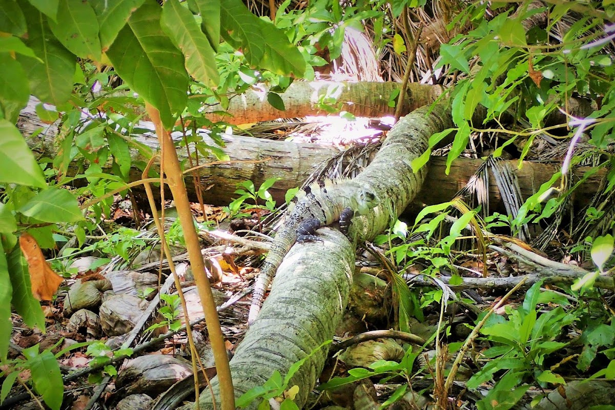 Green iguana