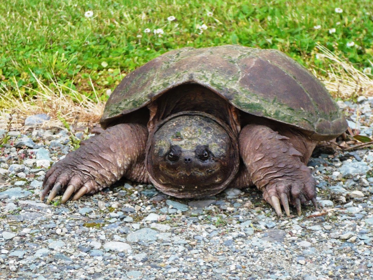 Snapping Turtle (Female)