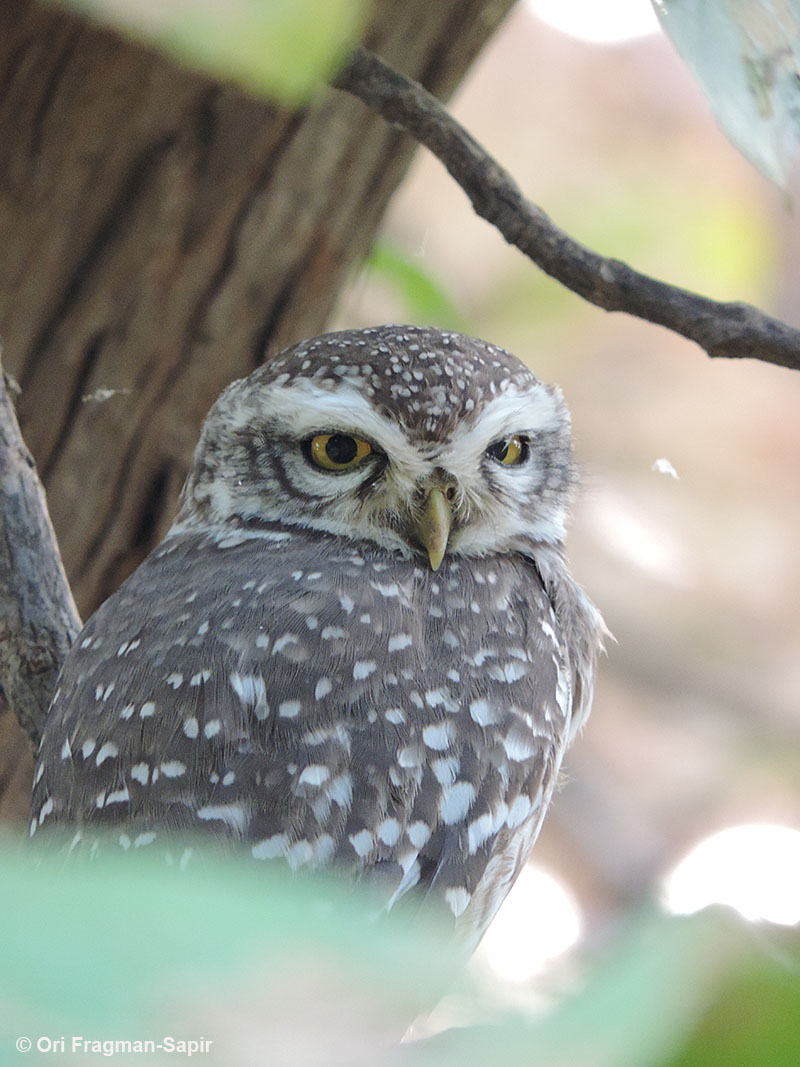 Spotted owlet