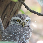 Spotted owlet