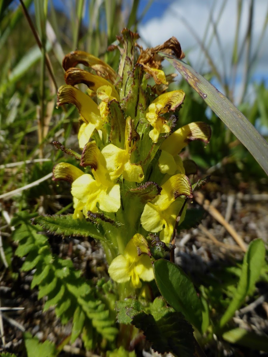 Oeder's lousewort