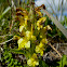 Oeder's lousewort