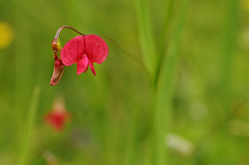 Lathyrus nissolia