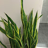 Snake plant