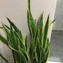 Snake plant