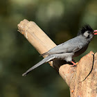 Black Bulbul