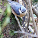 Nuthatch