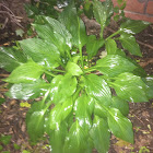 Narrow-leaved Hosta