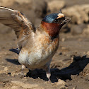 Cliff Swallow (Gathering Mud)