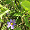 Needle-tip blue-eyed-grass