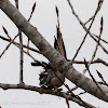 Great Tit; Carbonero Común