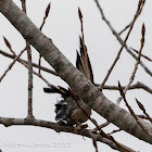 Great Tit; Carbonero Común