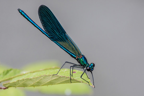 libellula di PaolaTizi