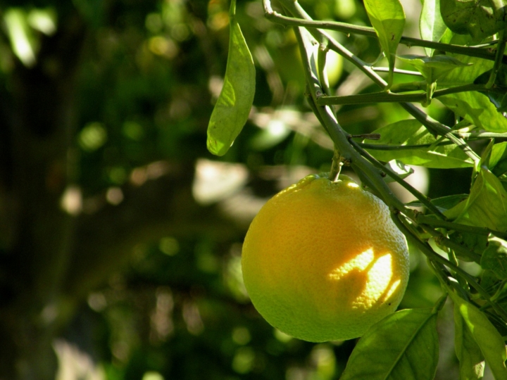 Sapori di Sicilia di lucausa75