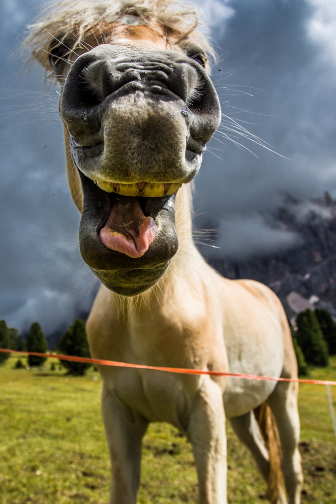 Funny horse di fedevphoto