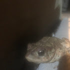 Califormia Toad