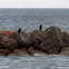 Cormorant; Cormorán Grande