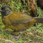 Large-footed finch