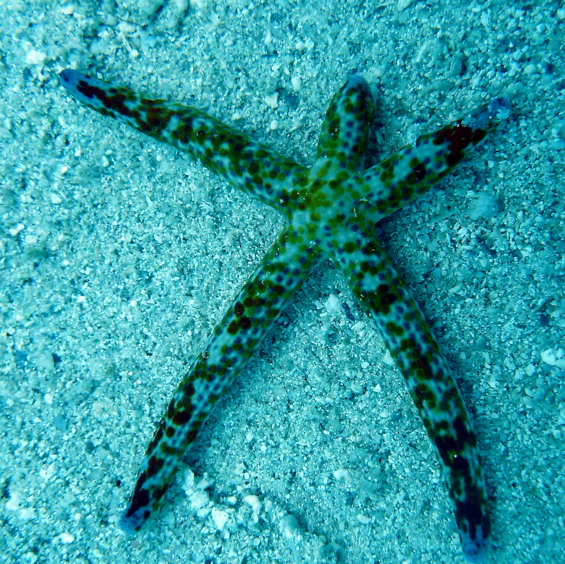 Multi Pore Sea Star