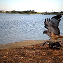 Red-tailed Hawk