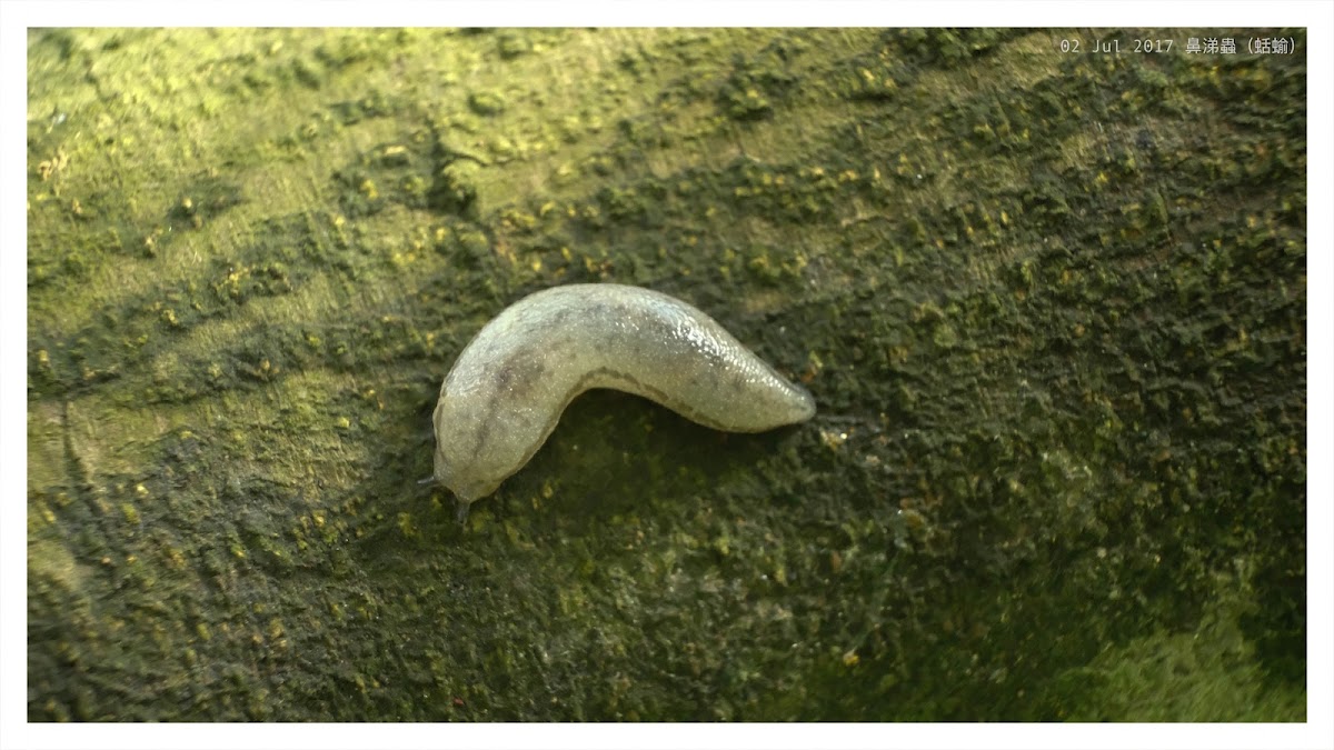 slug 鼻涕蟲（蛞蝓）