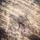 Flesh fly