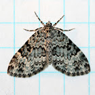 Double-banded Carpet Moth