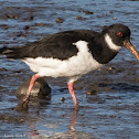 Oystercatcher