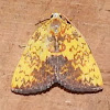 Rusty spoted moth