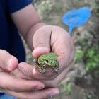 Japanese Tree Frog