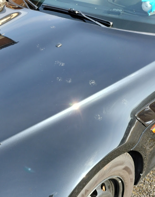 Z3 ロードスターのBMW・Z3・のら猫にボンネット足跡に関するカスタム事例の投稿画像1枚目