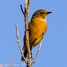 Stonechat