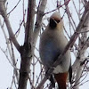 Bohemian Waxwing