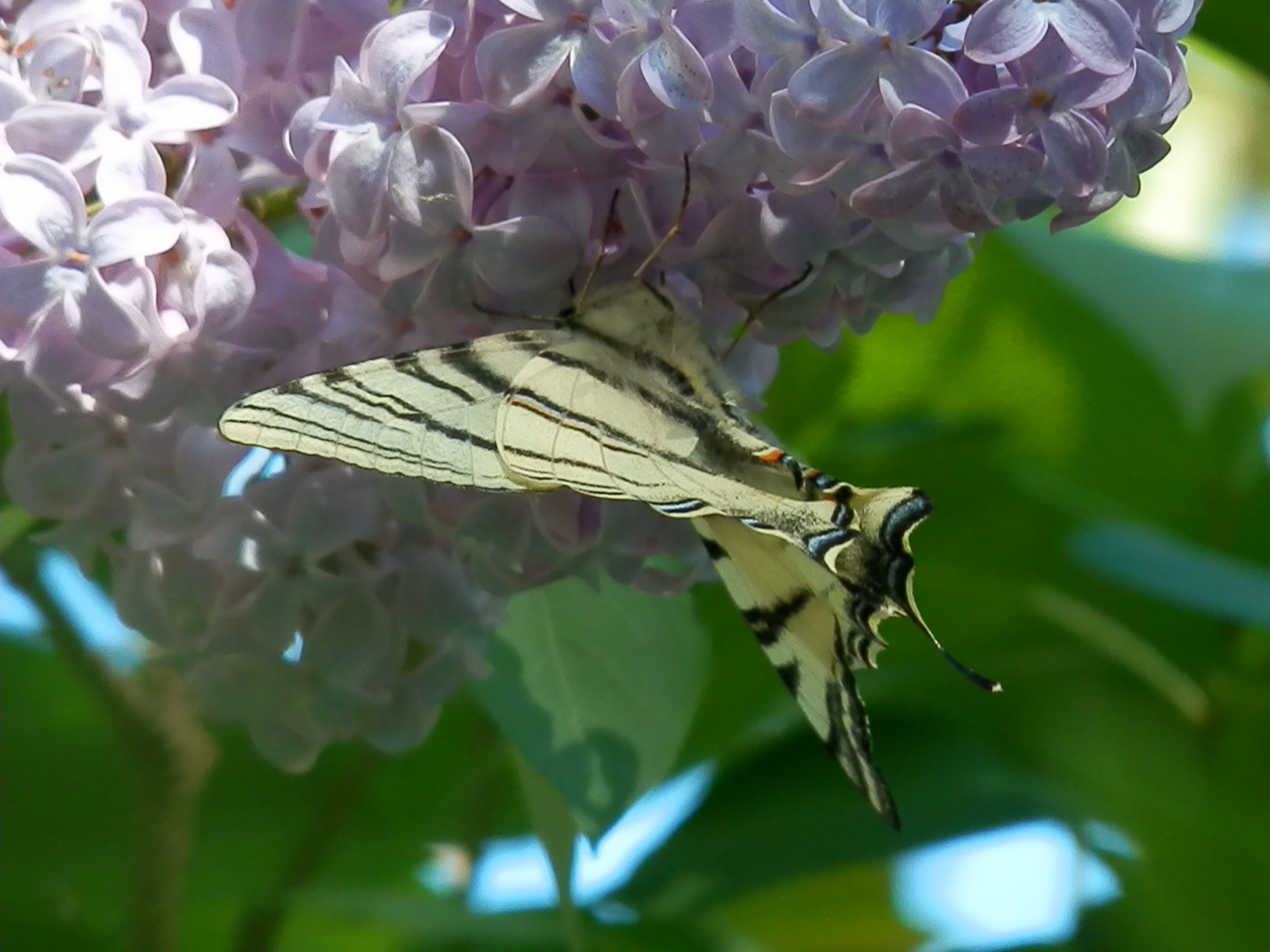 Leggerezza tra i fiori di Chiarafoto