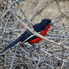 Crimson-breasted_shrike